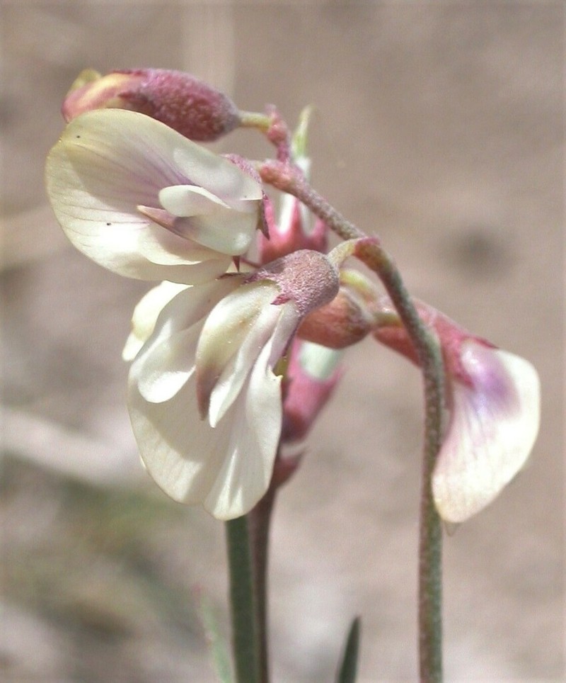 Meadow Milkvetch