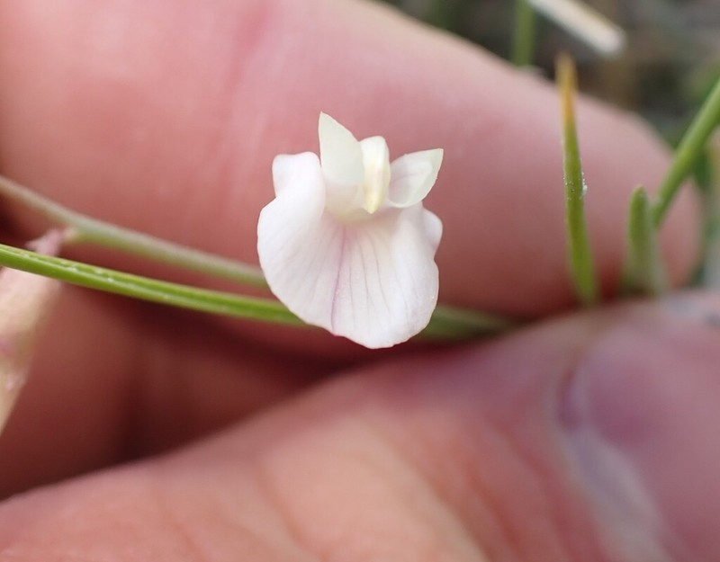 Meadow Milkvetch photo 3