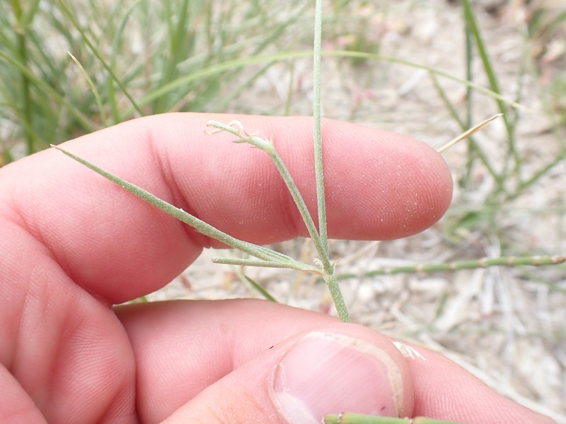 Meadow Milkvetch photo 4