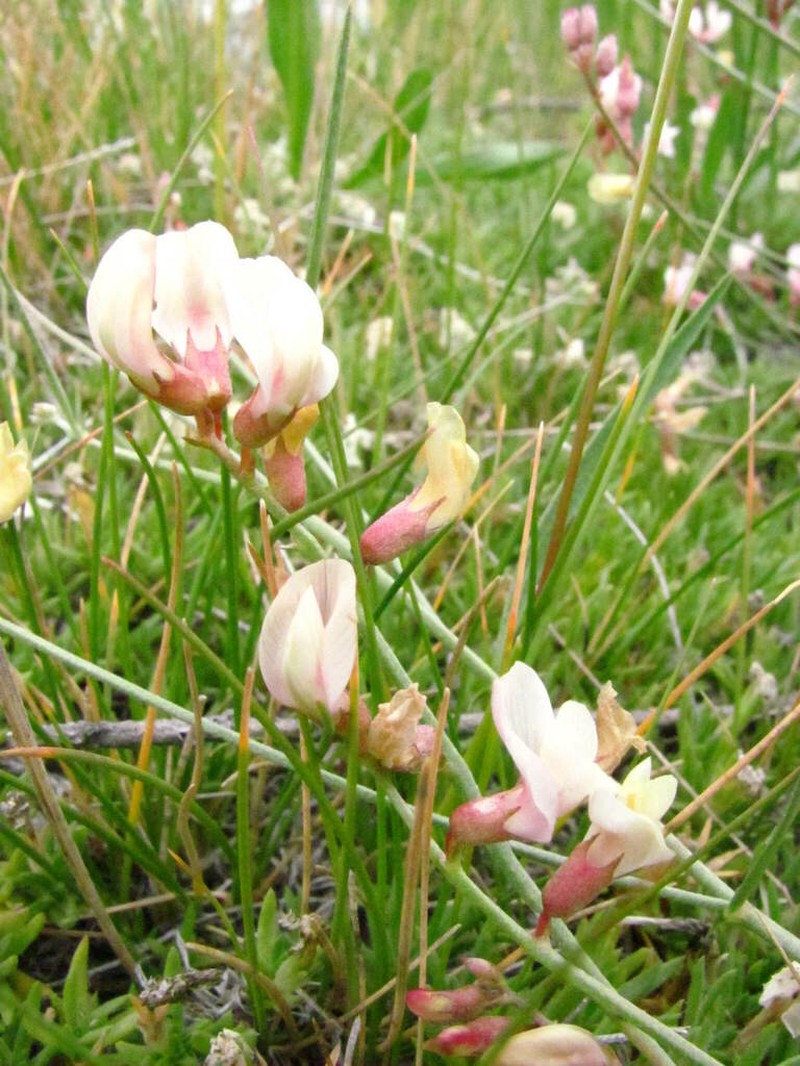 Meadow Milkvetch photo 5