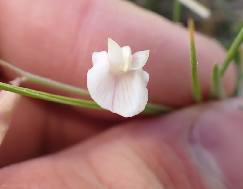 Meadow Milkvetch photo 8