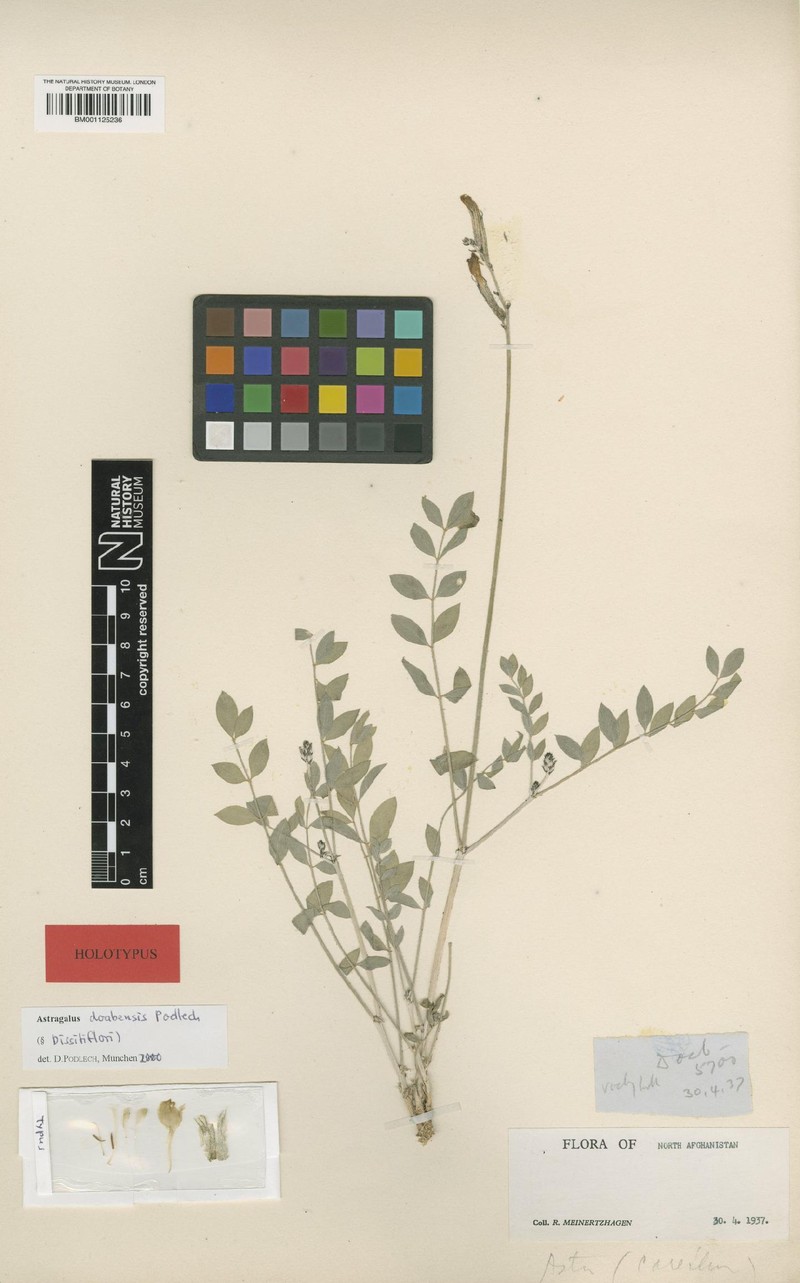 Astragalus doabensis