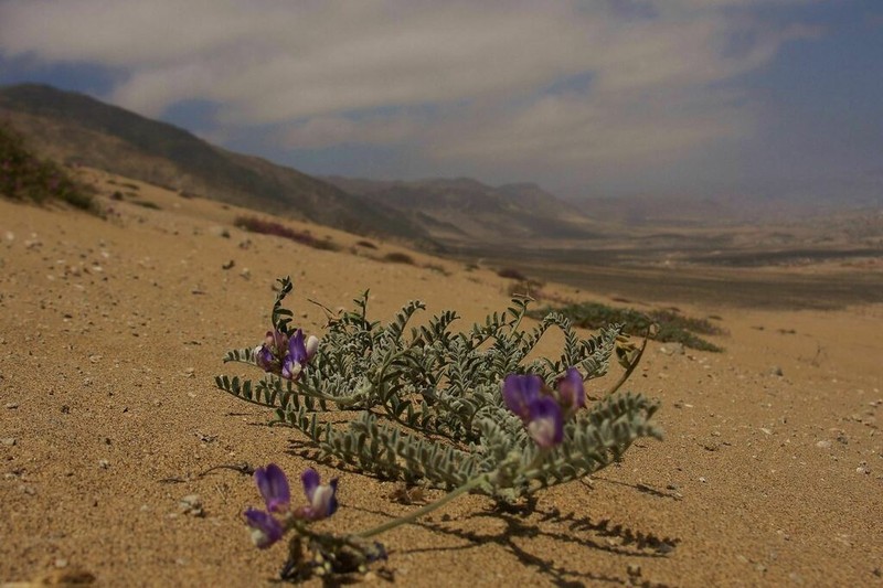 Astragalus dodtii