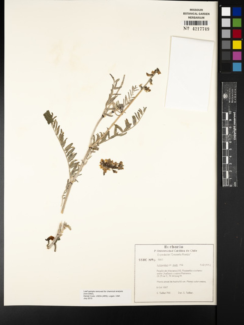 Astragalus dodtii photo 3
