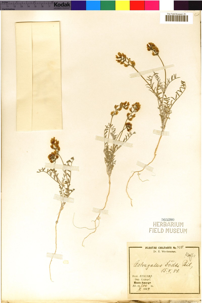 Astragalus dodtii photo 4