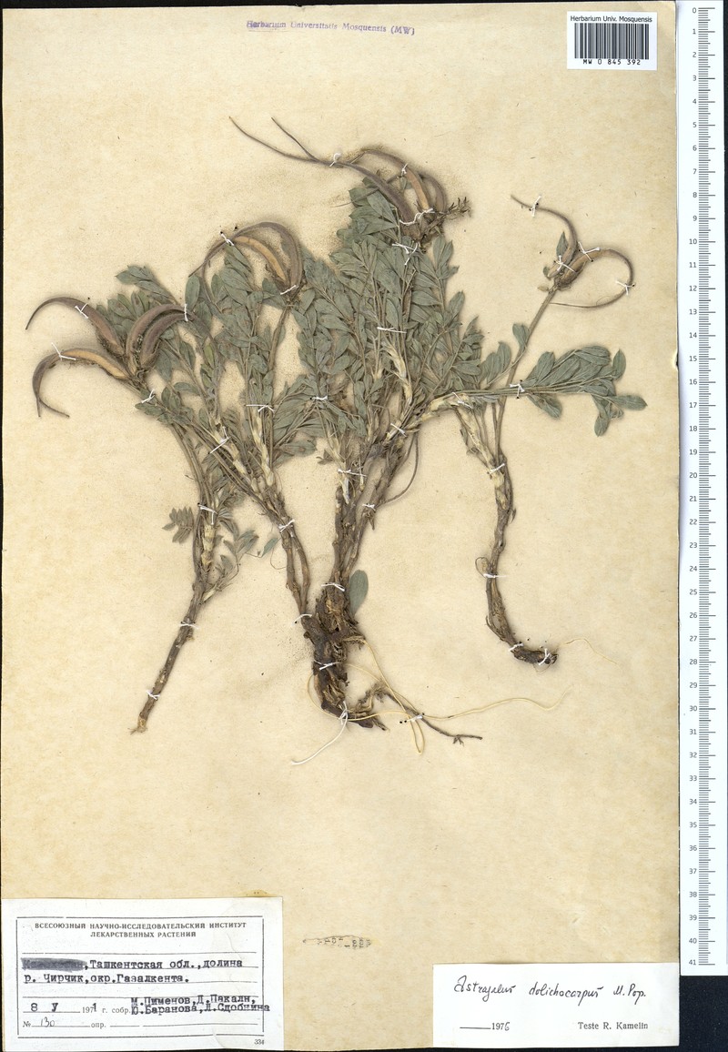 Astragalus dolichocarpus