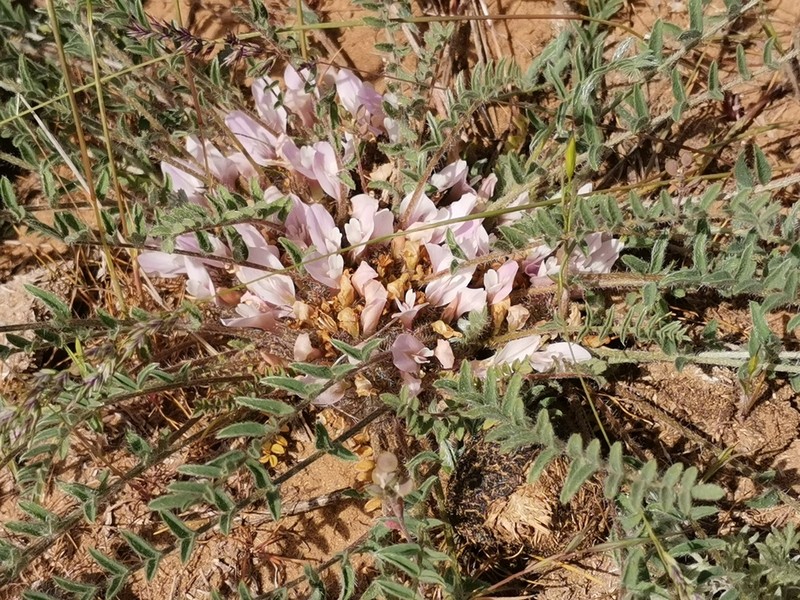 Astragalus dolichophyllus photo 2