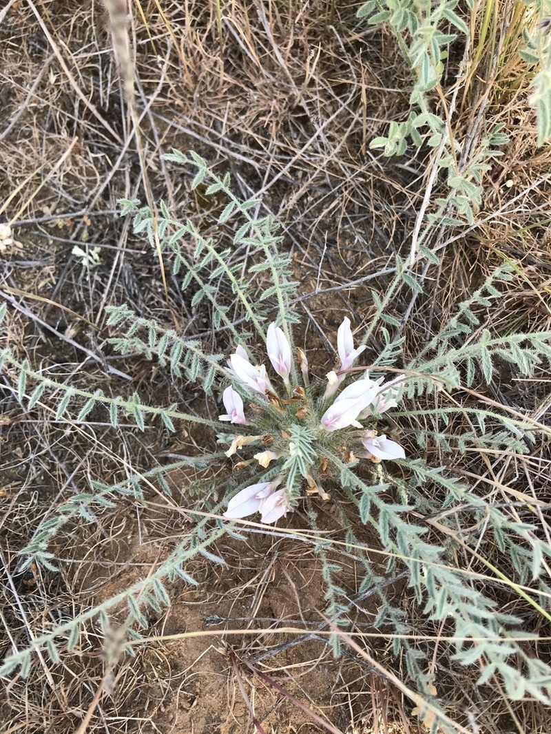 Astragalus dolichophyllus photo 3