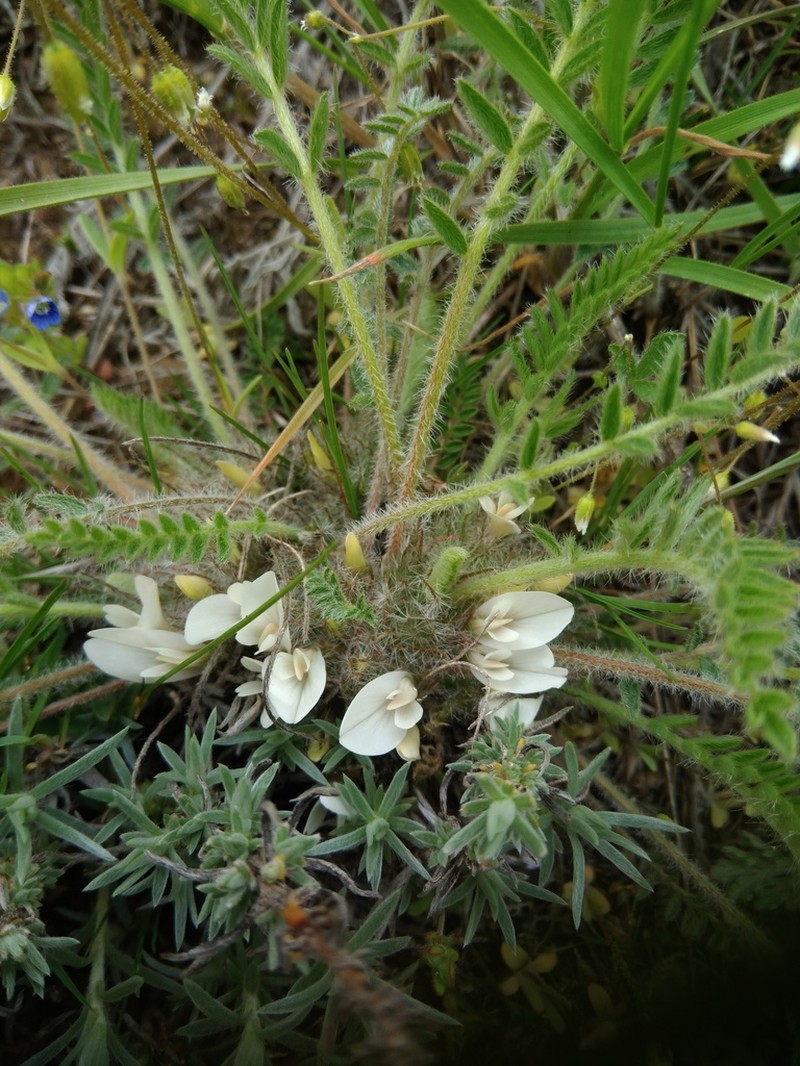 Astragalus dolichophyllus photo 4