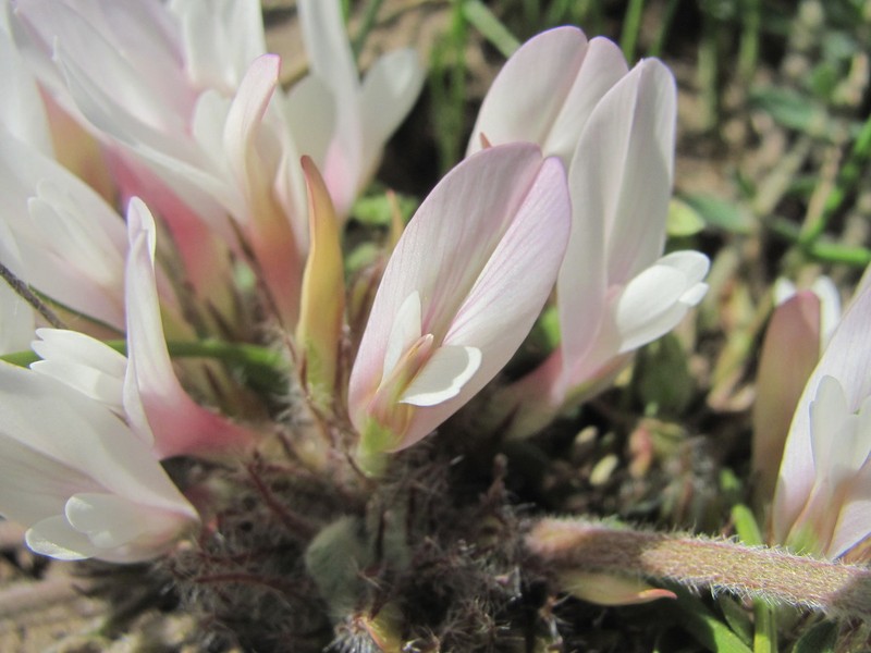Astragalus dolichophyllus photo 5