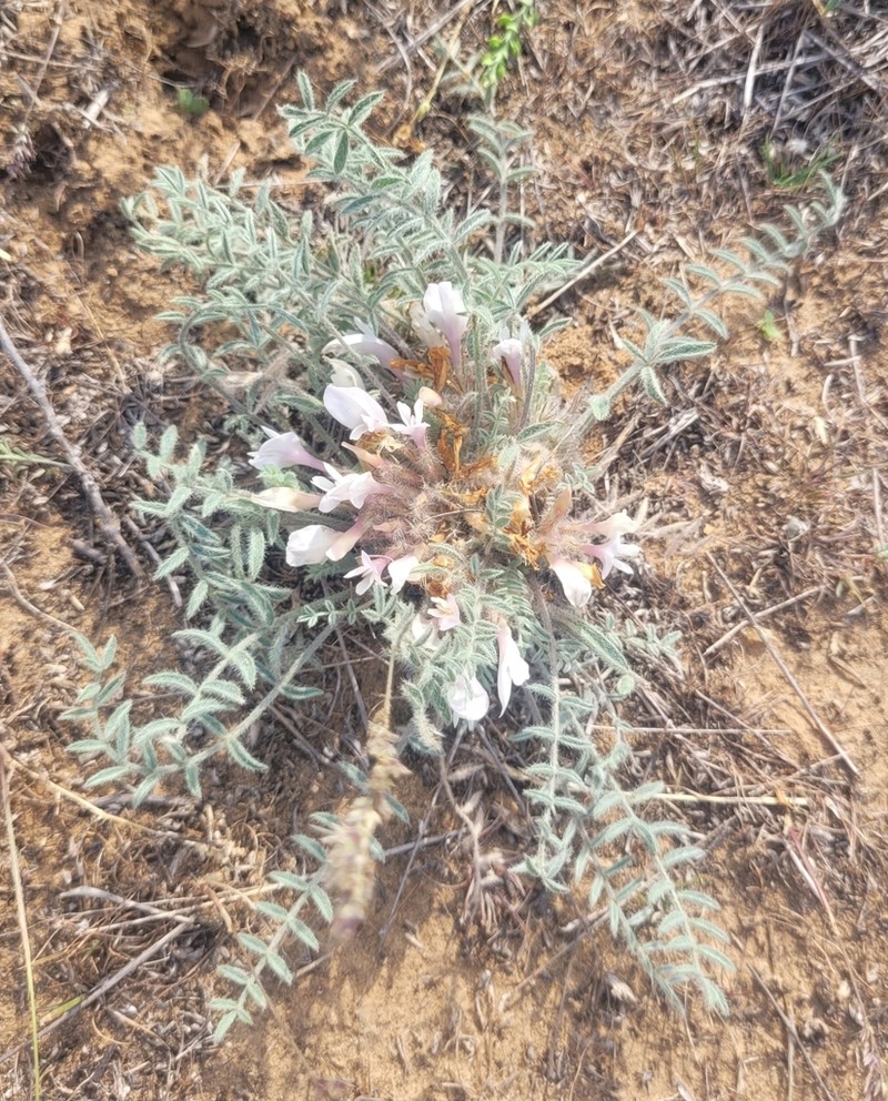 Astragalus dolichophyllus photo 6