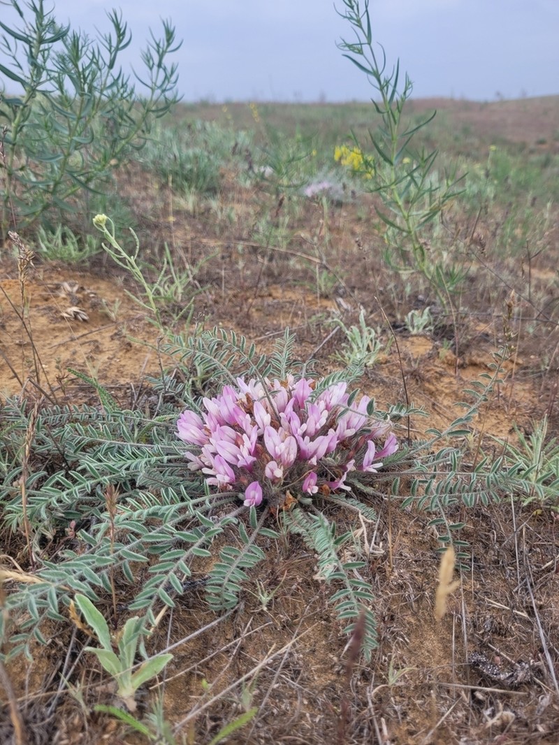 Astragalus dolichophyllus photo 7
