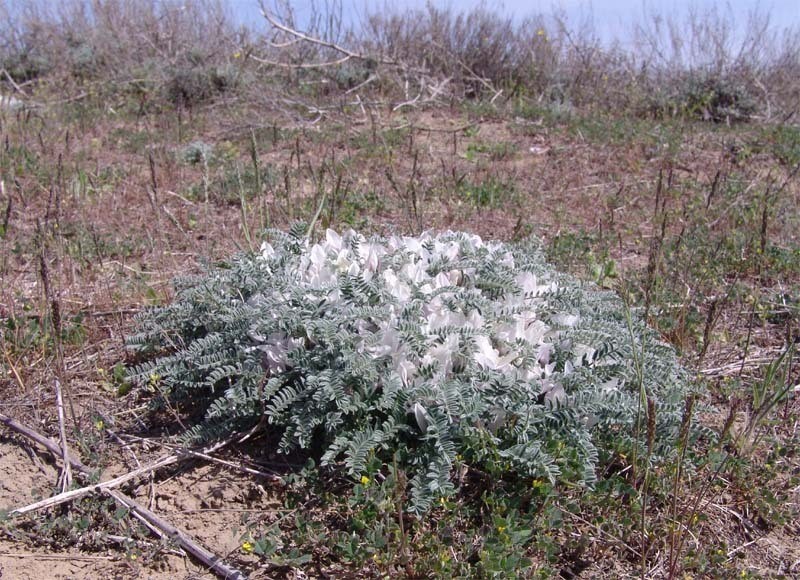 Astragalus dolichophyllus photo 8