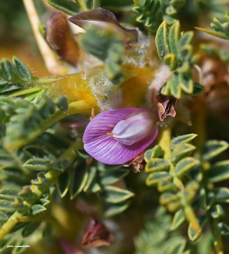Astragalus dolinicola