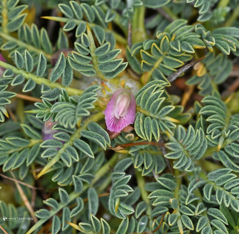 Astragalus dolinicola photo 3