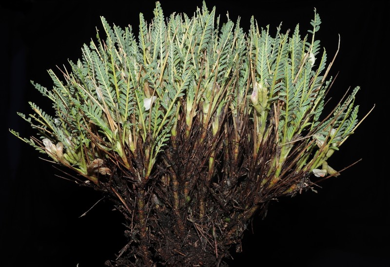 Astragalus dombeyi