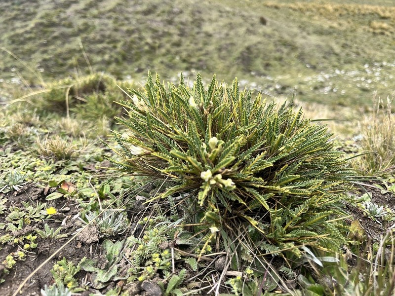 Astragalus dombeyi photo 2
