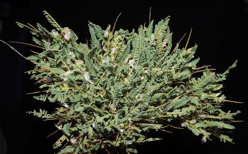 Astragalus dombeyi photo 3