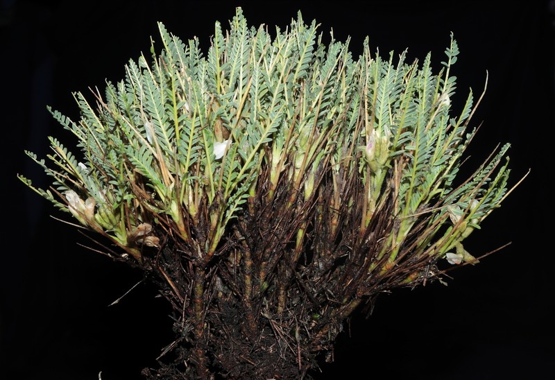 Astragalus dombeyi photo 4