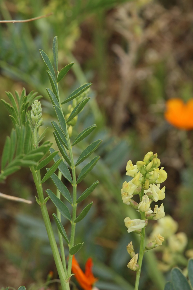 Douglas's Milkvetch