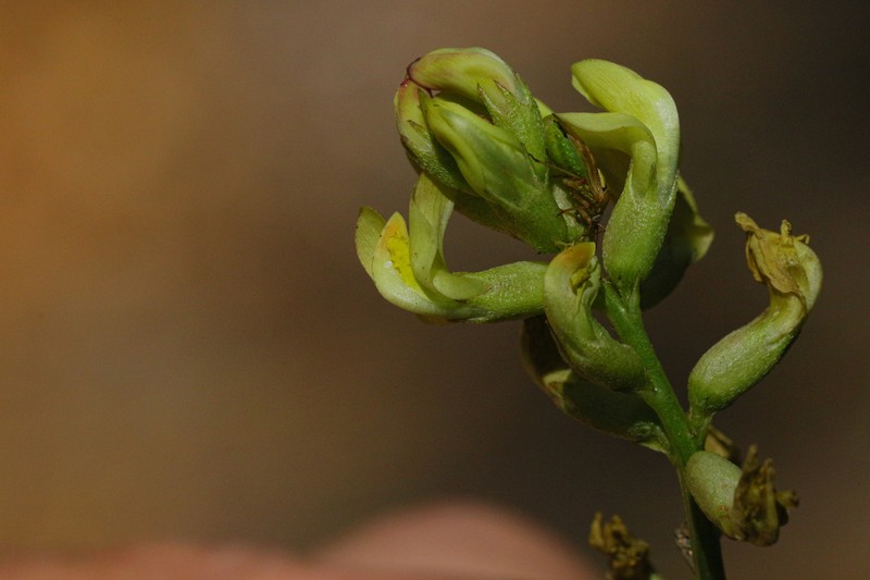 Douglas's Milkvetch photo 3