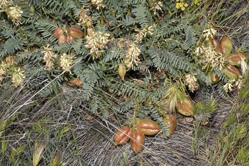 Douglas's Milkvetch photo 4