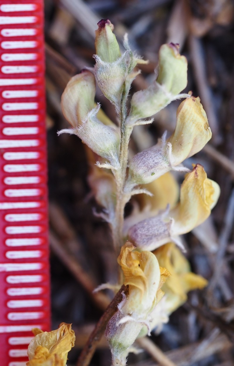 Astragalus douglasii var. douglasii