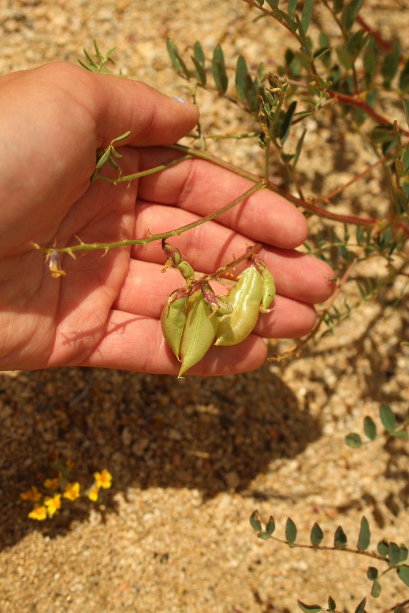 Astragalus douglasii var. douglasii photo 2