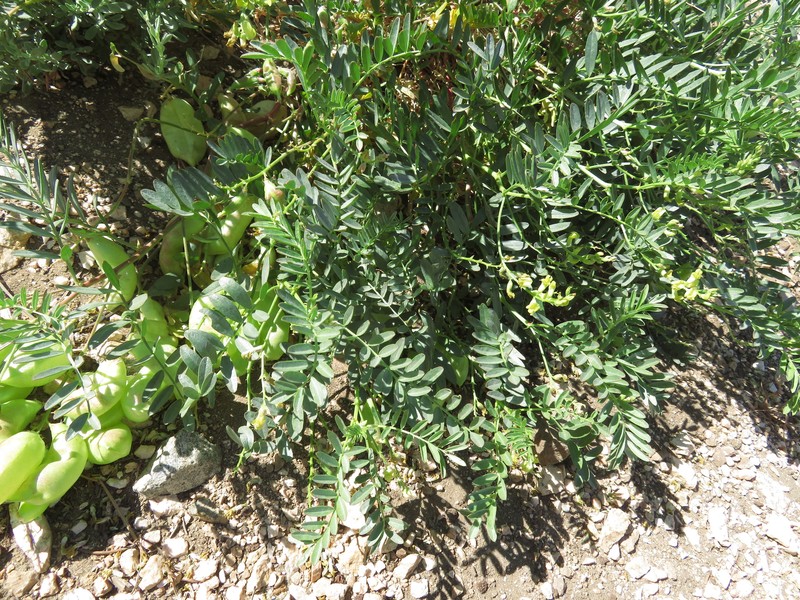 Astragalus douglasii var. douglasii photo 3