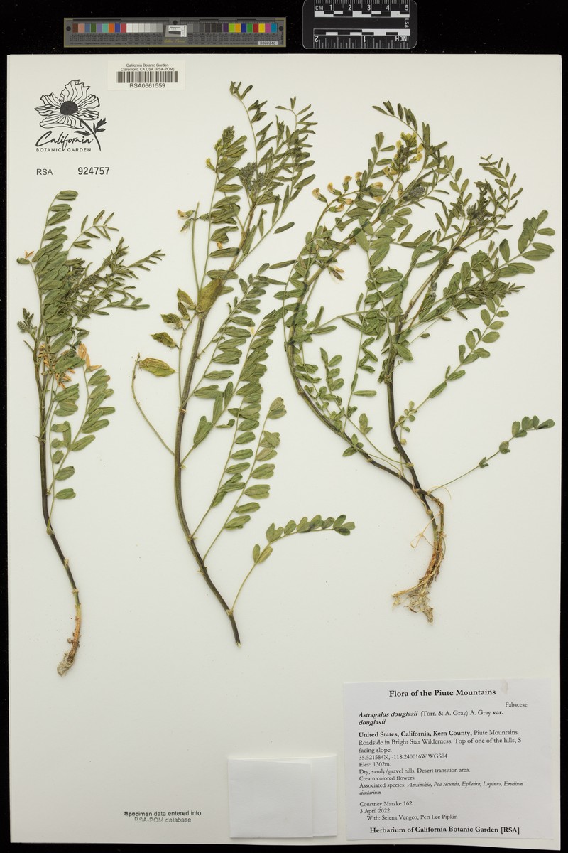 Astragalus douglasii var. douglasii photo 4