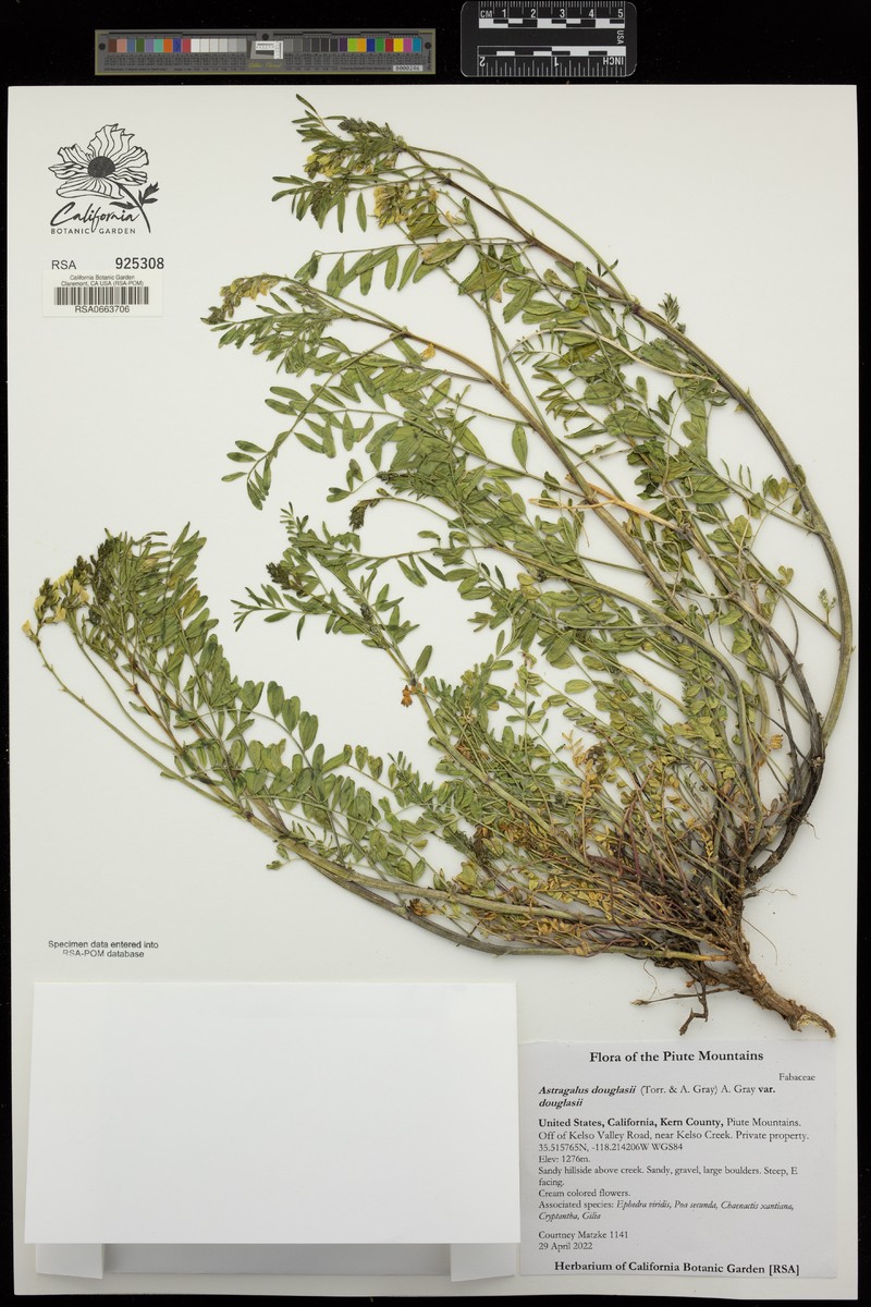 Astragalus douglasii var. douglasii photo 5