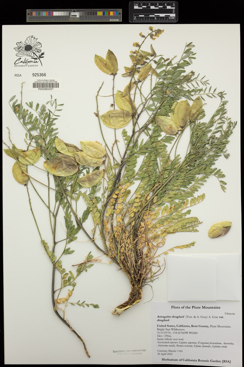 Astragalus douglasii var. douglasii photo 6