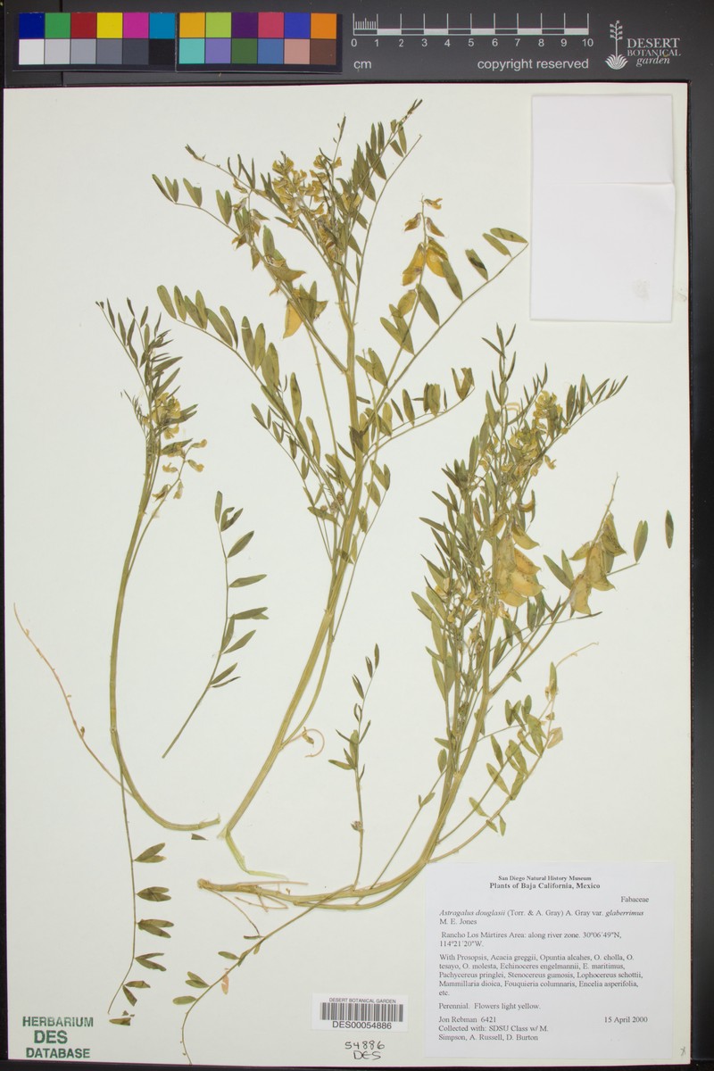Astragalus douglasii var. glaberrimus