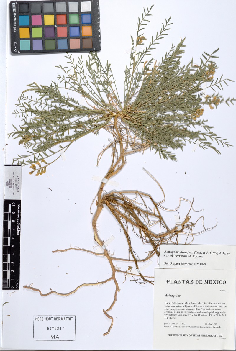Astragalus douglasii var. glaberrimus photo 2