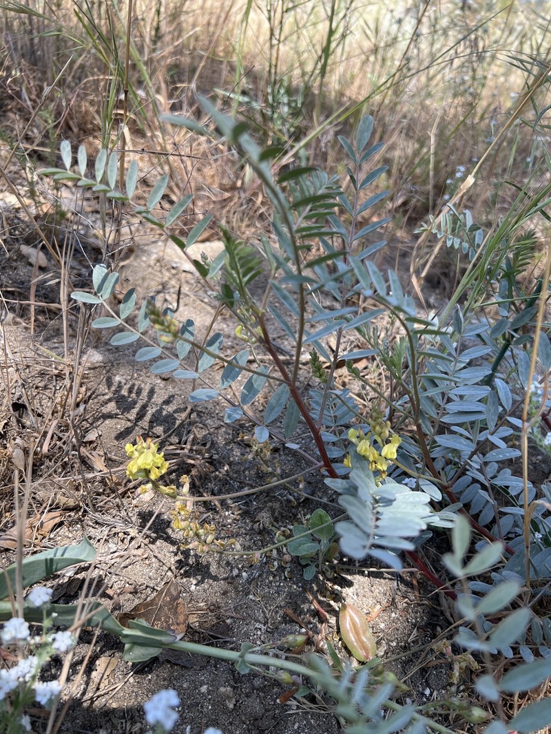 Astragalus douglasii var. parishii photo 2