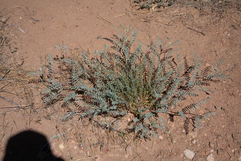 Astragalus douglasii var. parishii photo 3