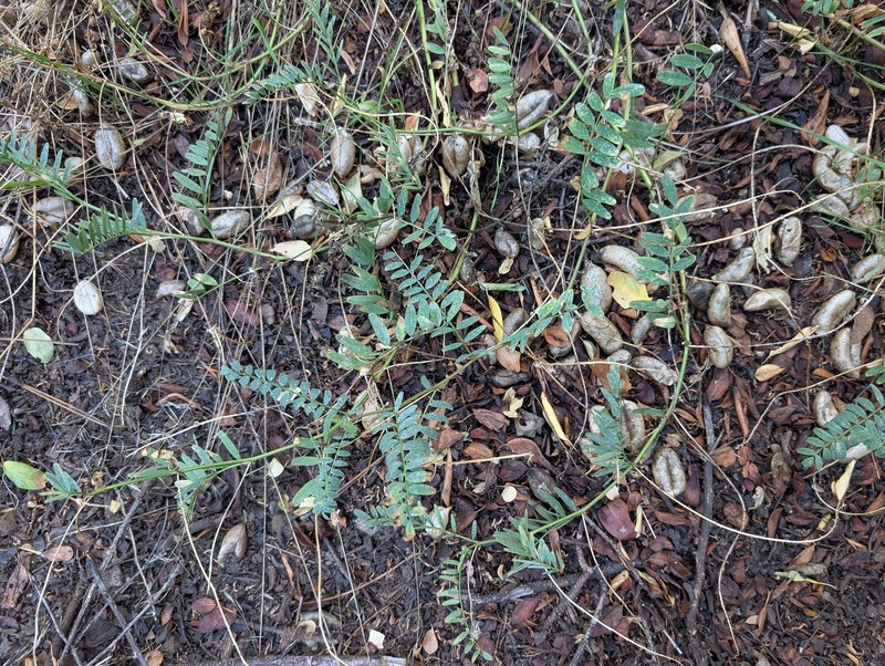 Astragalus douglasii var. parishii photo 4