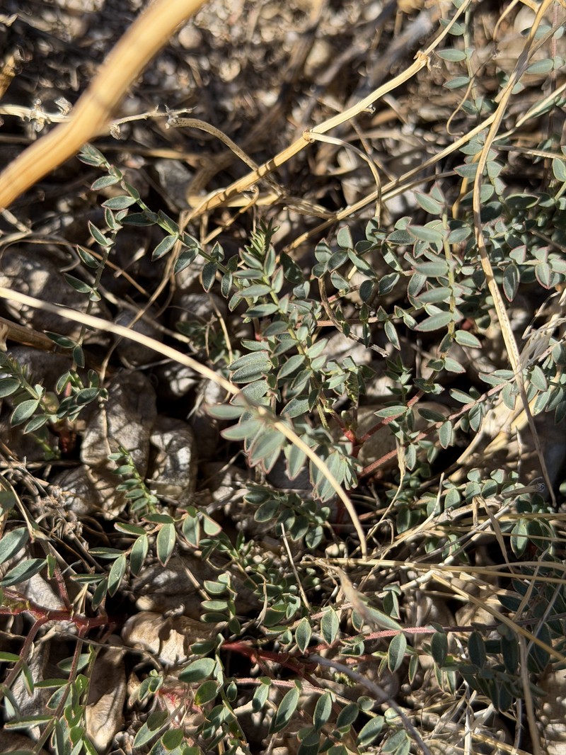Astragalus douglasii var. parishii photo 5