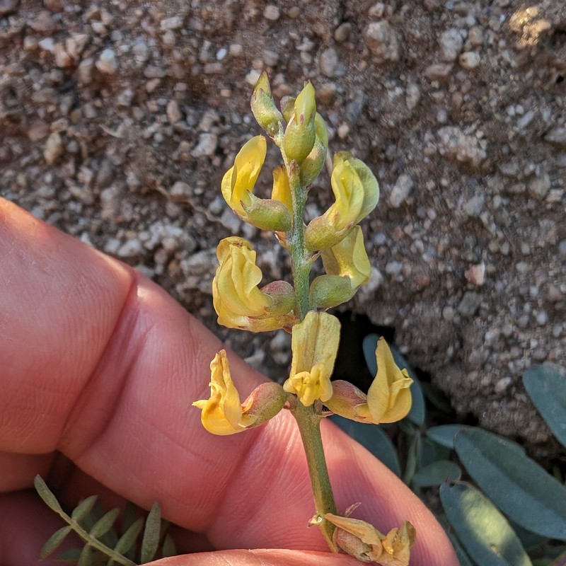 Astragalus douglasii var. parishii photo 6