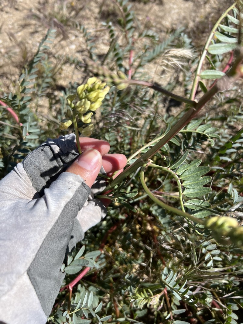 Astragalus douglasii var. parishii photo 7