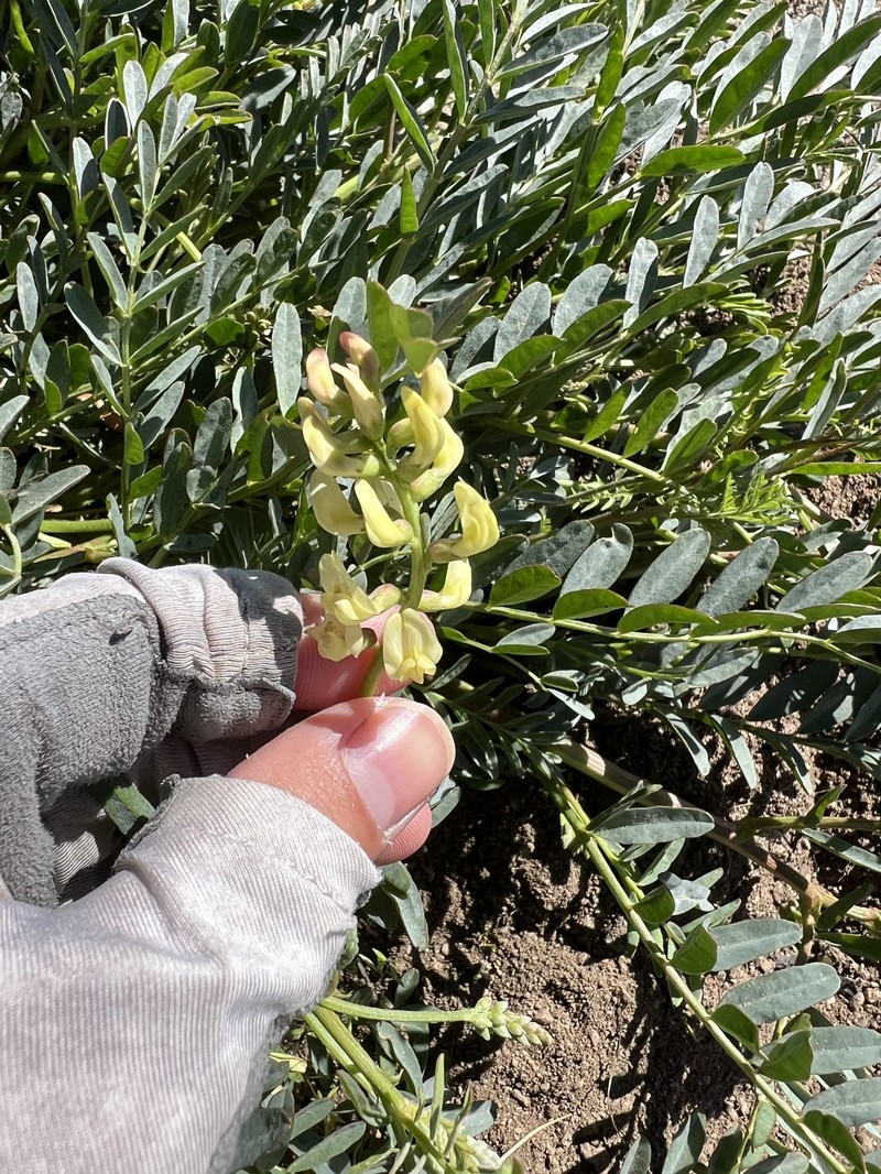 Astragalus douglasii var. parishii photo 8