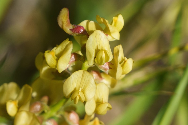 Astragalus douglasii var. perstrictus