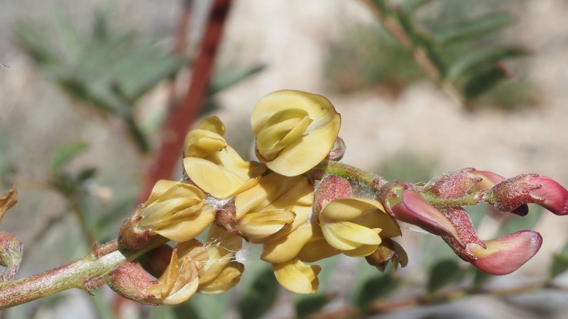 Astragalus douglasii var. perstrictus photo 2