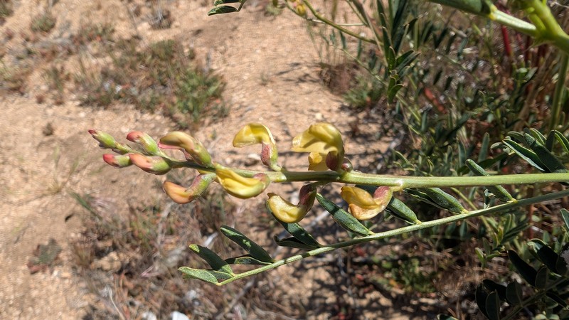 Astragalus douglasii var. perstrictus photo 3