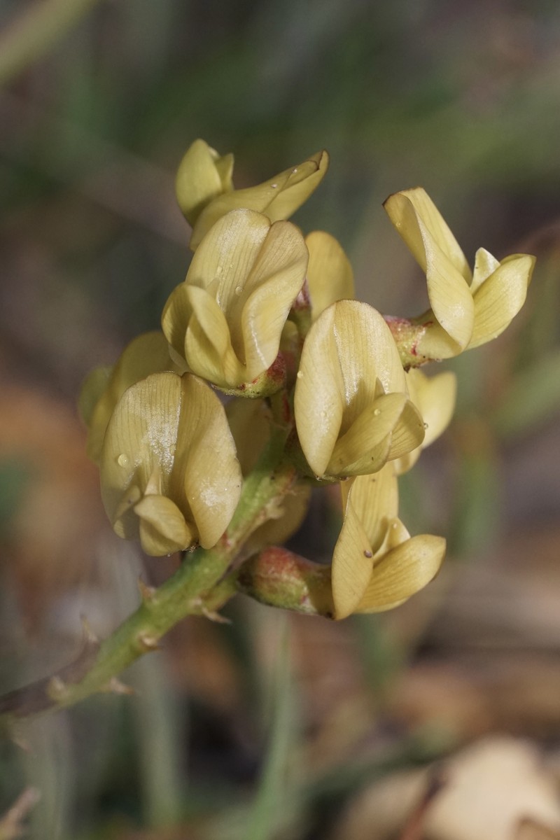 Astragalus douglasii var. perstrictus photo 4
