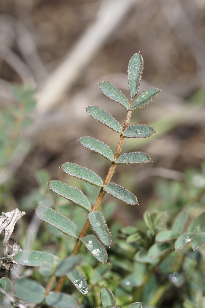 Astragalus douglasii var. perstrictus photo 5