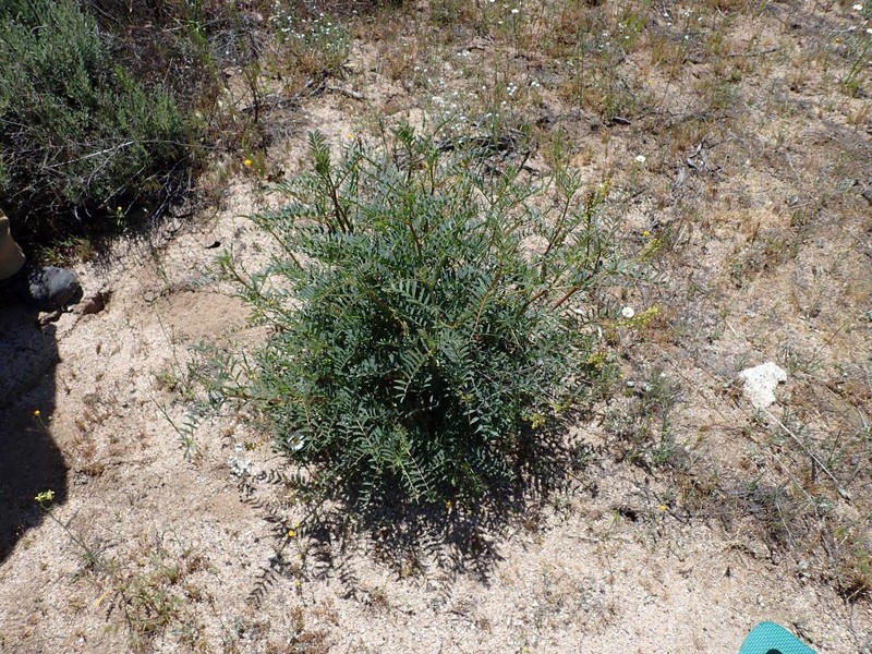 Astragalus douglasii var. perstrictus photo 6