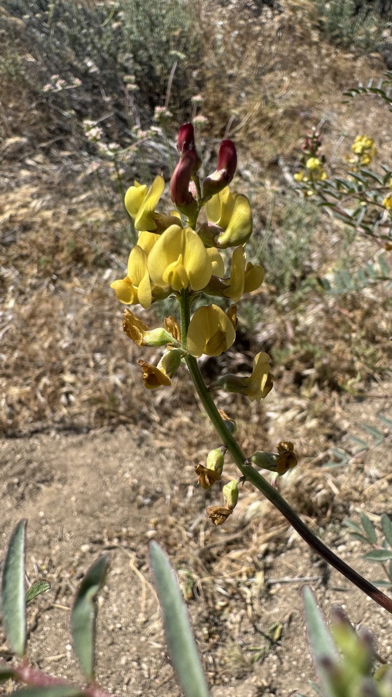 Astragalus douglasii var. perstrictus photo 7