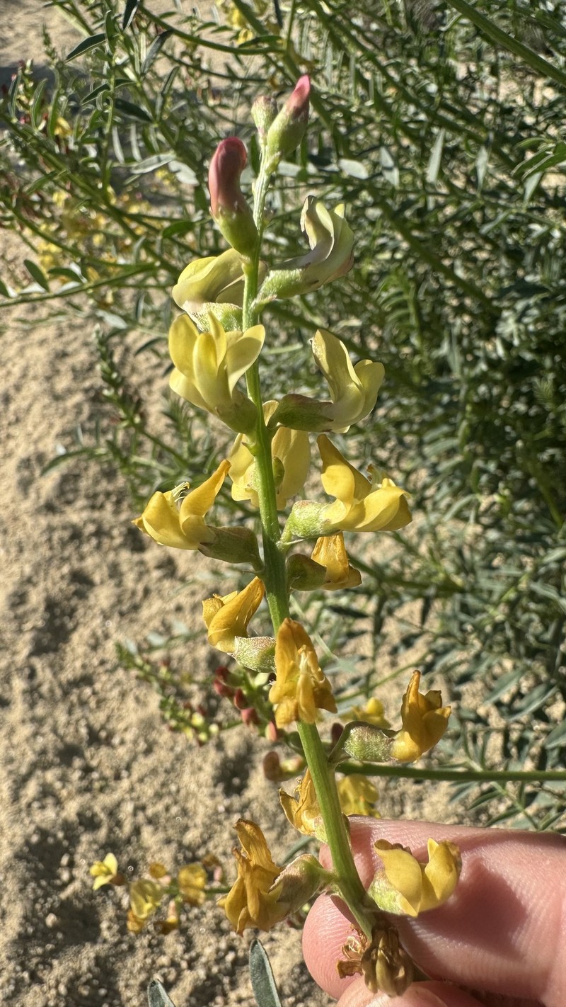 Astragalus douglasii var. perstrictus photo 8
