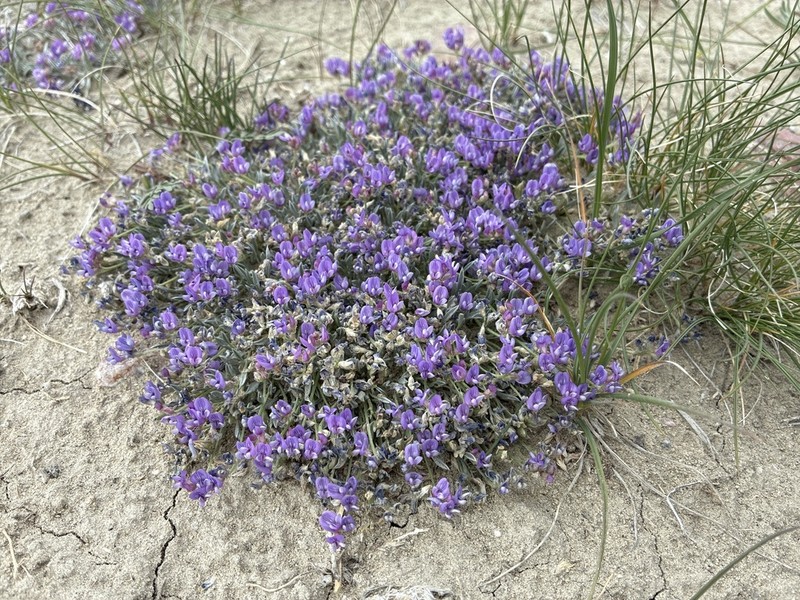 Bastard Draba Milkvetch photo 4